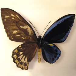 Ornithoptera priamus urvillianus GYNANDROMORH from Solomon Islands (Internet Image property of respective owner, non-commercial use only)